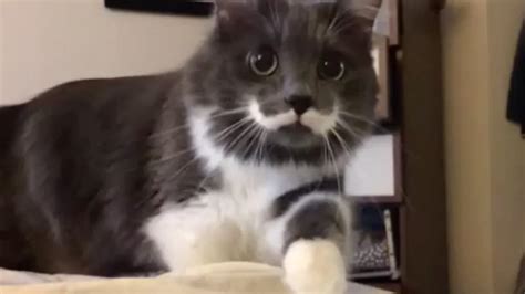 20 Cutest Dogs And Cats With Eyebrows Beards Or Mustaches Page 3 Of 5