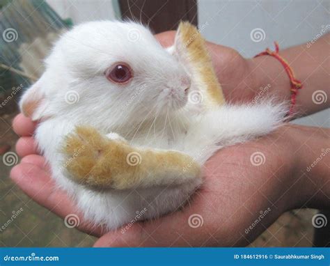 Cute Little Rabbit In Hands Stock Photo Image Of Girl Baby 184612916