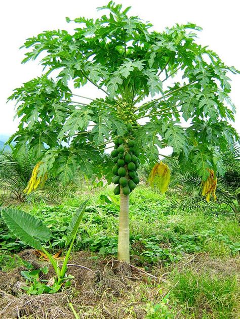 If your soil is cooler than that, growth on your papaya tree will stop altogether. Missionary, Mother, Wife and Nurse: Papaya leaves and Malaria
