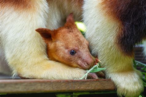 Perth Zoo Introduce Their Latest Tree Kangaroo Joey Australasian
