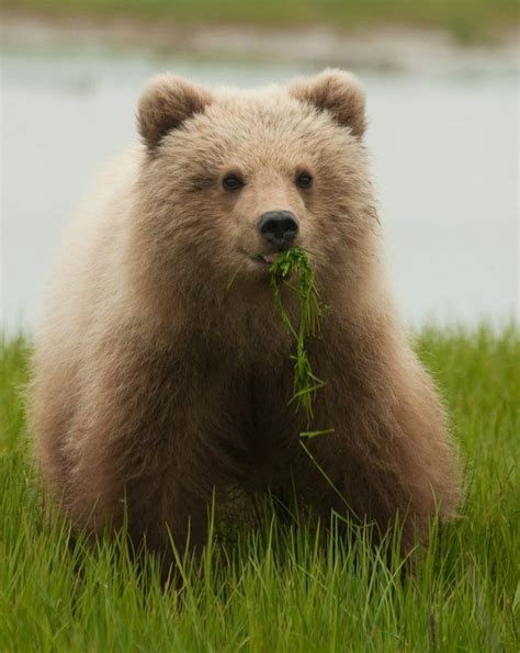 Resultado De Imagem Para Cute Bear Bear Cubs Brown Bear Animals