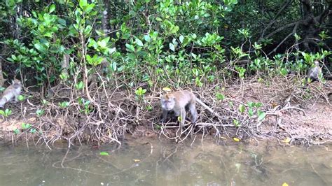 River boat cruise at kilim karst geoforest. Feeding monkeys at Kilim Karst Geoforest Park, Langkawi ...