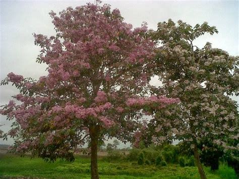 Keindahan musim bunga sakura jepun pos terkini bunga sakura bunga. (GAMBAR) Keindahan Musim Bunga Sakura di Kedah...Hampa Tak ...
