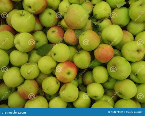 Ripe Fresh Apples Of Early Varieties Are Piled In A Heap Stock Image Image Of Diet Healthy