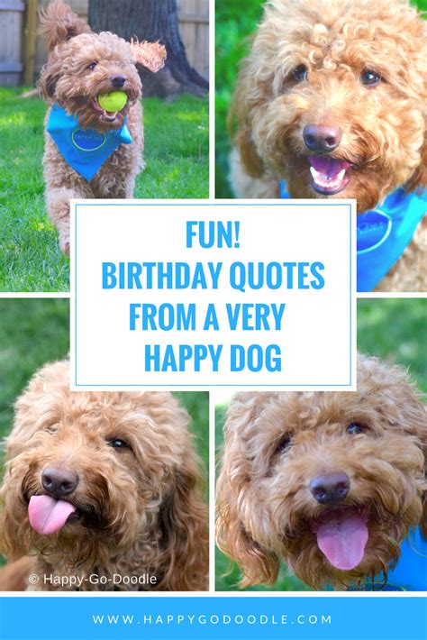 7 Fun Birthday Quotes From A Very Happy Birthday Dog