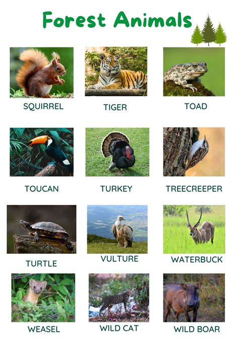 80 List Of Forest Animals With Pictures Tpr Teaching