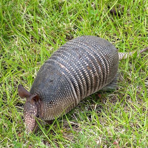 Armadillo Removal Services