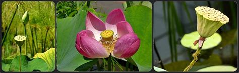 Wenn du dich interessierst für lotosblume. Lotosblume Foto & Bild | natur, botanischer garten ...