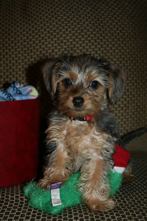 Find dorkie puppies for sale and dogs for adoption. Dorkie (Dachshund-Yorkie Mix) Info, Temperament, Lifespan, Puppies, Pictures
