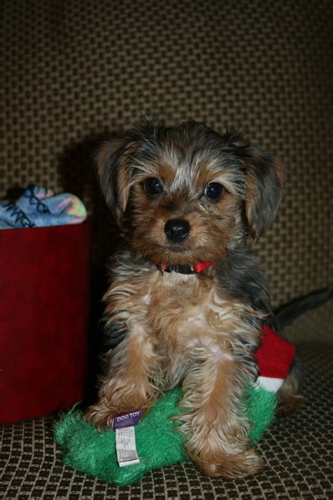 Earn points & unlock badges learning, sharing & helping adopt. Dorkie (Dachshund-Yorkie Mix) Info, Temperament, Lifespan ...
