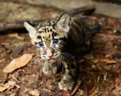 Baby Clouded Leopard Cute Animals Pinterest