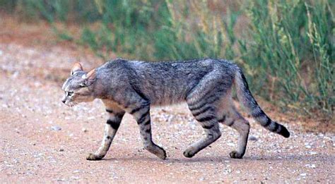 African Wildcat Felis Silvestris Lybica Animals Animals Animals