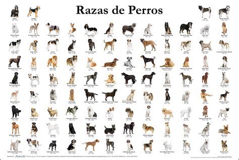 Todas Las Razas De Perros Del Mundo Cualidades Y Caracteristicas En