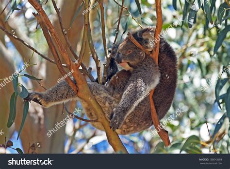 Koala Bear Sleeping In A Blue Gum Tree Kangaroo Island Australia