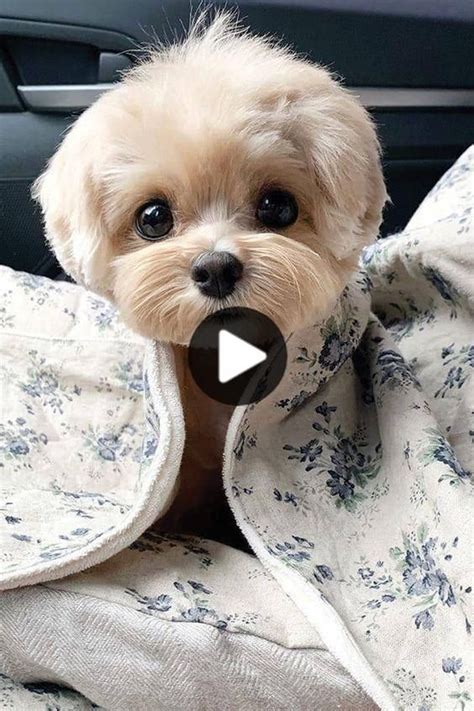 Top 10 Cutest Dog Breeds — Small Cutest Dogs We Cant Get Enough Of