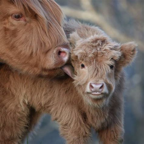 if you ever feel sad these 85 highland cattle calves will make you smile bored panda