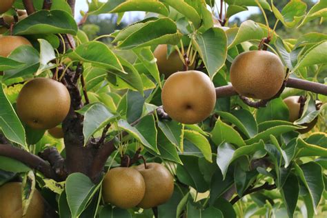 Asian Pear Trees Care And Growing Guide