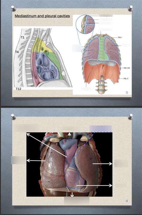 Human Anatomy Prac 3 Mediastinum And Pleural Cavities Diagram Quizlet