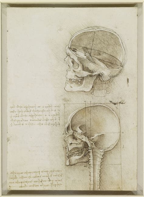 Dissezione Del Cranio Leonardo Leonardo Da Vinci Arte