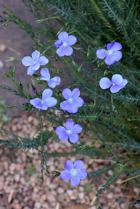 Narbonne Blue Flax Linum Narbonense In Longmont Boulder Estes Park