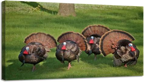 hgsschrek canvas wall art prints four male wild turkeys full tail feathers stretched