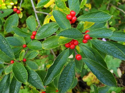 Winterberry Holly Ilex Verticillata Pre Order For Fall 2021 Etsy