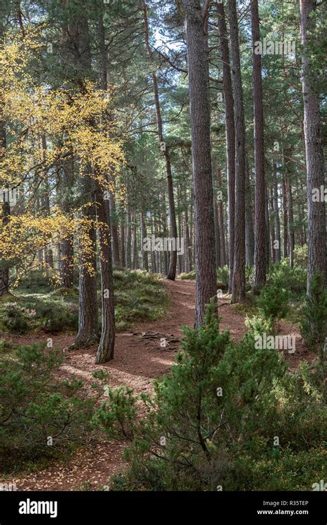 Caledonian Pine Forest Scottish Highlands Hi Res Stock Photography And