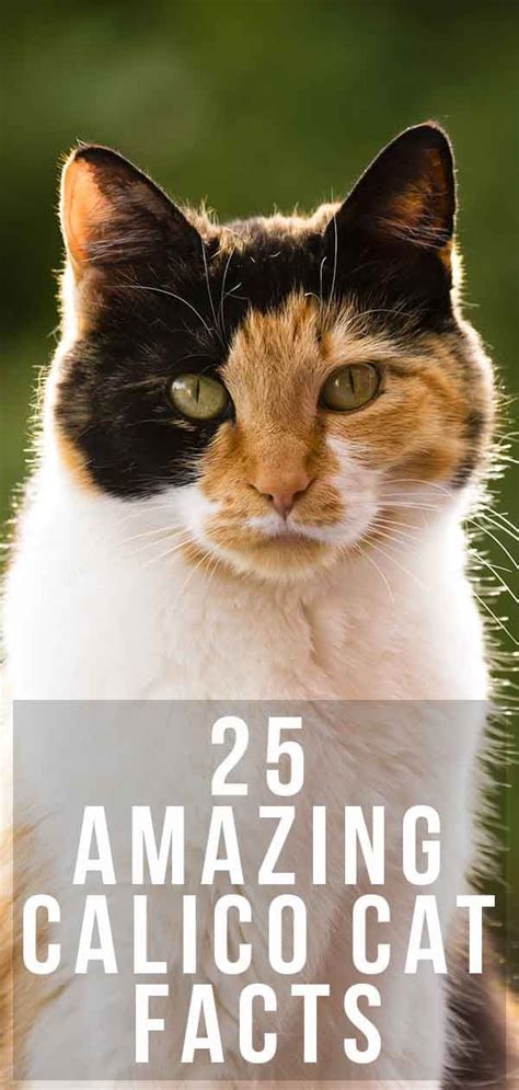 Calico Cat Facts 25 Amazing Facts About Calico Cats Calico Cat Facts