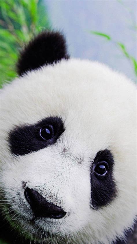 Cute Baby Panda Face Hot Sex Picture
