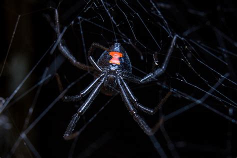 Brown recluse breed quickly and lead to a large population in or around your home. Black Widows Vs. Brown Recluse Spiders in NJ | ChemTec ...