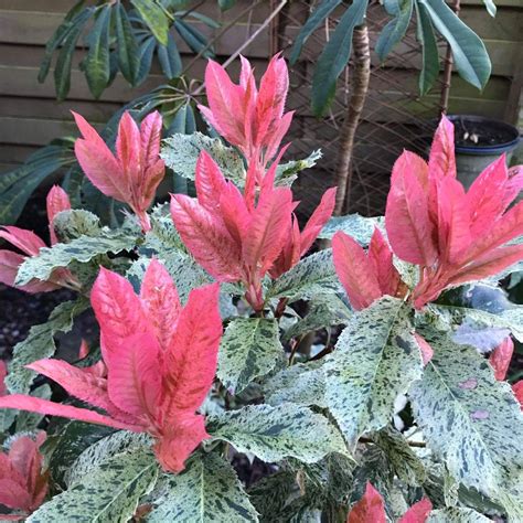 It is blue in acid soil (< ph 5.5) and pink in alkaline soil. Pin on Flowering shrubs