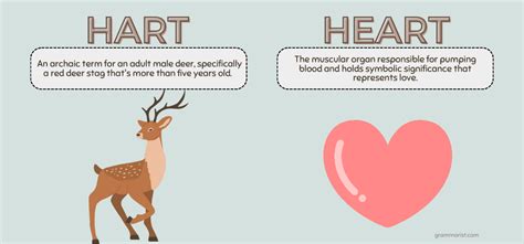 Hart Vs Heart Difference In Meaning And Spelling