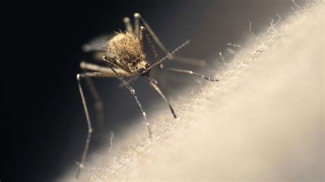 How Mosquito Magnets Work Howstuffworks