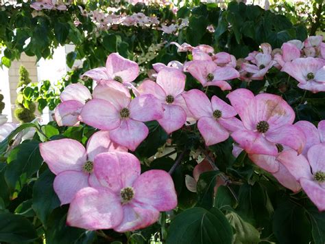 Pink Dogwoods Near Stanley Park Catherine Cordoni Flickr