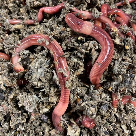The Different Types Of Earthworms Understanding Epigeic Endogeic An