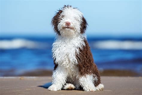 Spanish Water Dog Breed Information And Characteristics