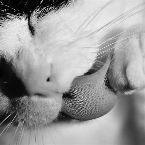 Why Cat Tongues Make Great Hairbrushes