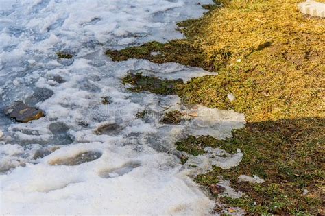 Melting Snow Reveals The Grass Underneath Stock Image Image Of Ground