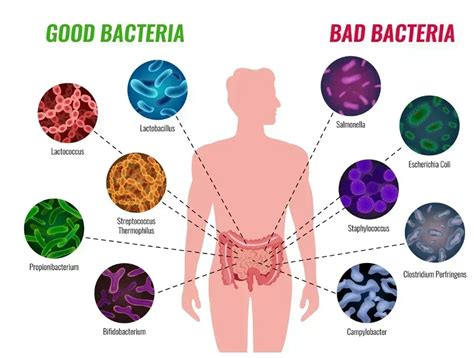 Good Vs Bad Gut Bacteria Understand From Renowned Doctor