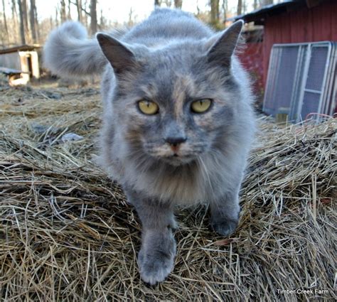 The Care And Feeding Of Barn Cats Timber Creek Farm
