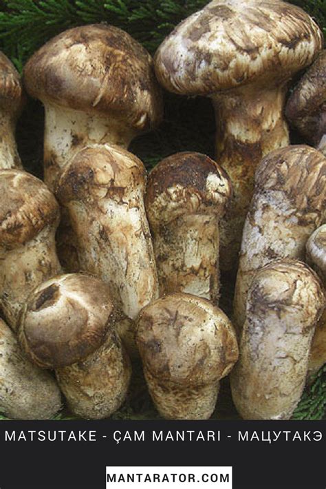Oyster mushrooms, a type of gourmet mushroom, are one of the most profitable gourmet mushroom available. The Most Expensive Mushroom - All Mushroom Info