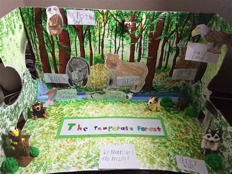 Temperate Forest Diorama Biomes Project Ecosystems Projects
