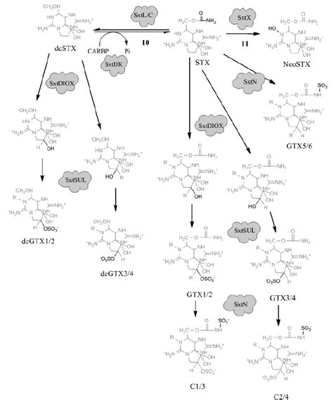 Putative Biosynthesis Of Neostx Gtxs And C Toxins In Cyanobacteria