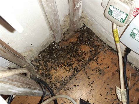 Mice Droppings Signs Of Mice Infestation Bon Accord London