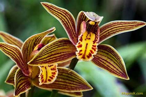 Tropical Rainforest Orchids In Indonesia List Of 29 Protected Orchids