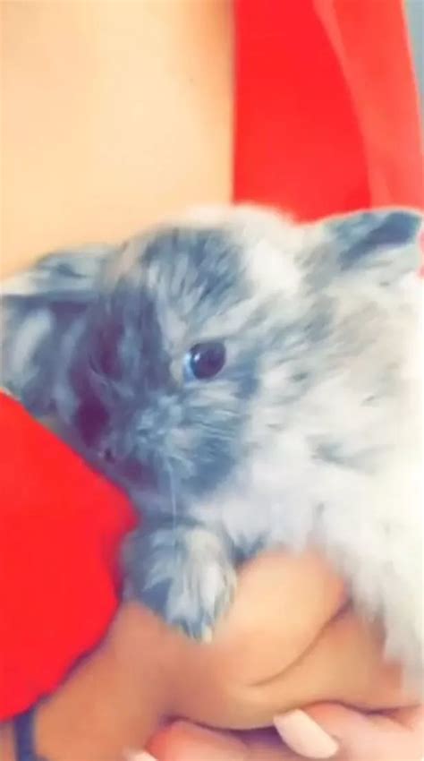 Kylie Jenner Introduces Her New Cute Bunny Rabbit And Calls Him Bruce