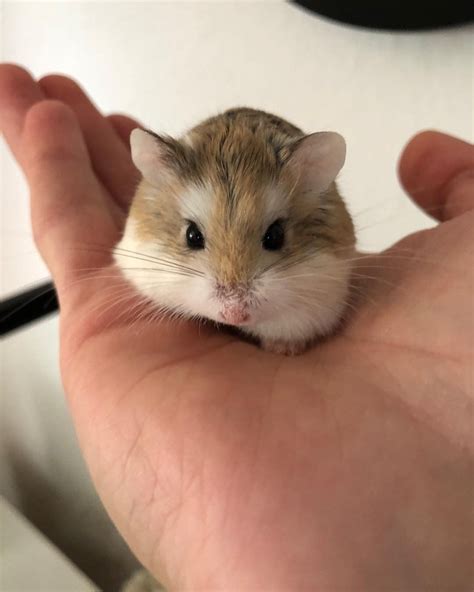 Sweet Roborovski Hamster Động Vật