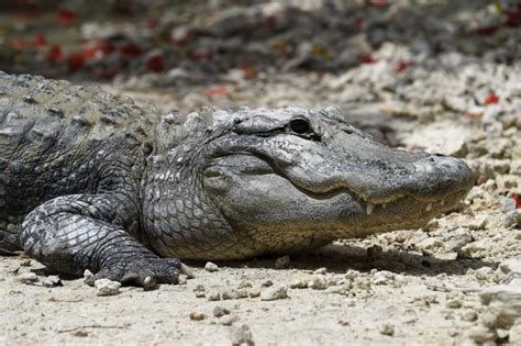 Alligator Filmed Swimming In The Ocean Off Florida Beach In Rare Sighting