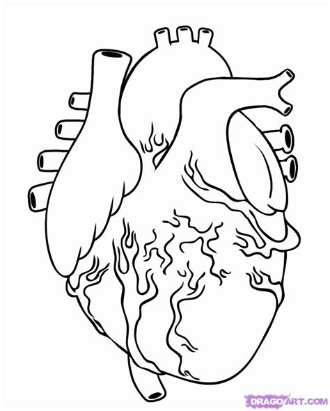 Anatomical Heart Coloring Page Coloring Home