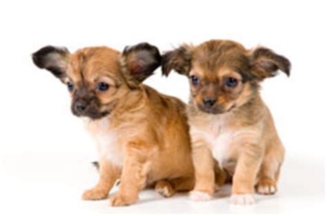 Special care must be given to not get water into their ears as they are prone to ear infections. Chihuahua Puppy Care Guide